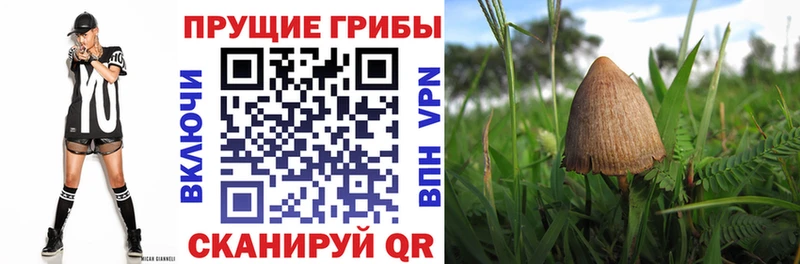 Купить  Электроугли  Галлюциногенные грибы Psilocybe 